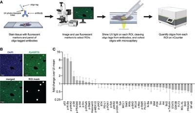 Elucidating Spatially-Resolved Changes in Host Signaling During Plasmodium Liver-Stage Infection